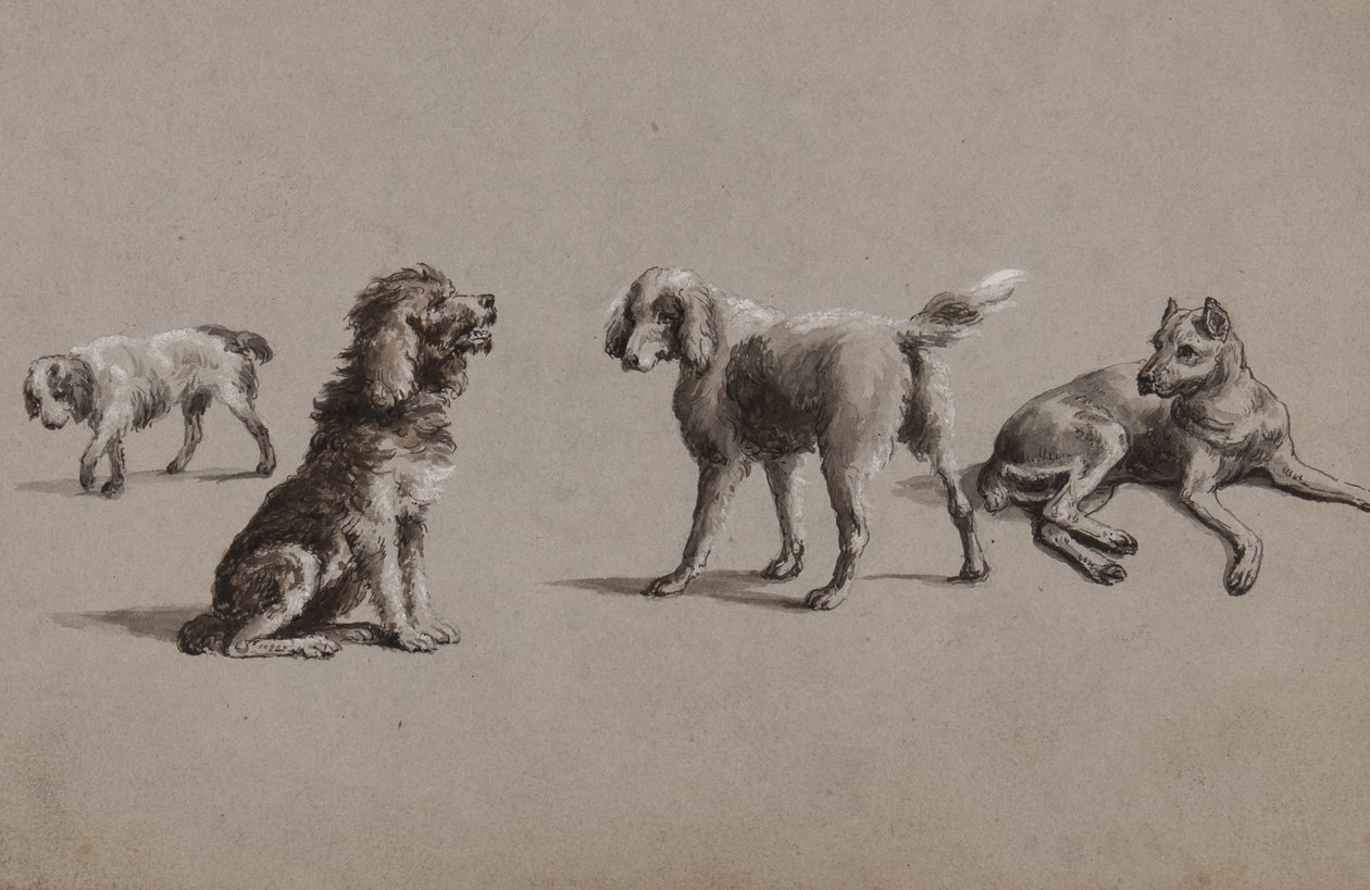 Studi di cani da Charles Cooper Henderson