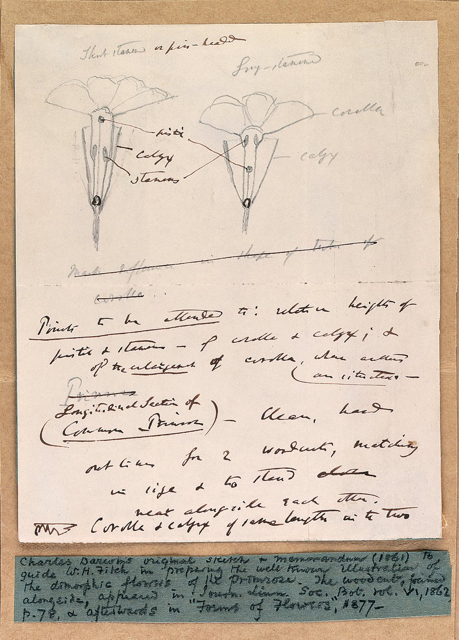 Schizzo autografo dei fiori dimorfici della primula, 1861 da Charles Darwin