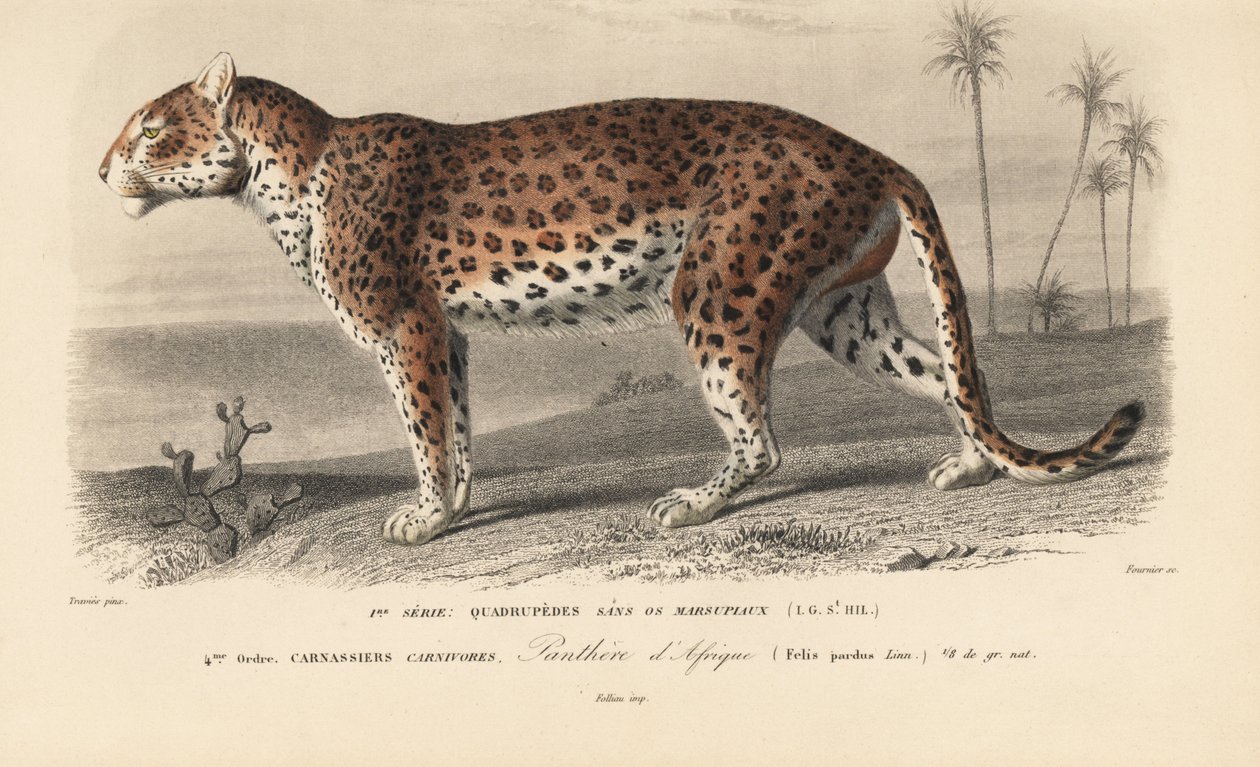 Leopardo, da "Dictionnaire Universel d
