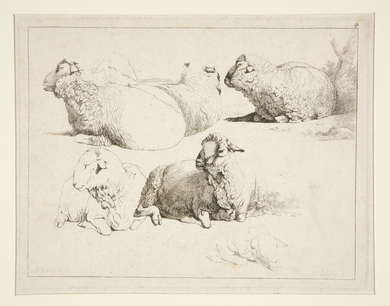 Pecore al pascolo da Charles Echard
