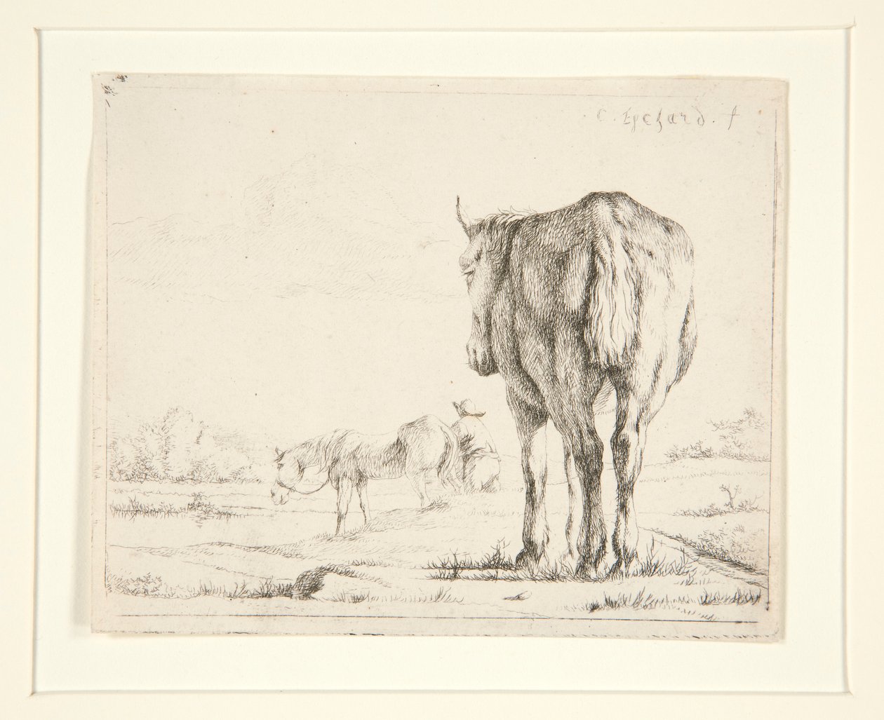 Due cavalli al pascolo da Charles Echard