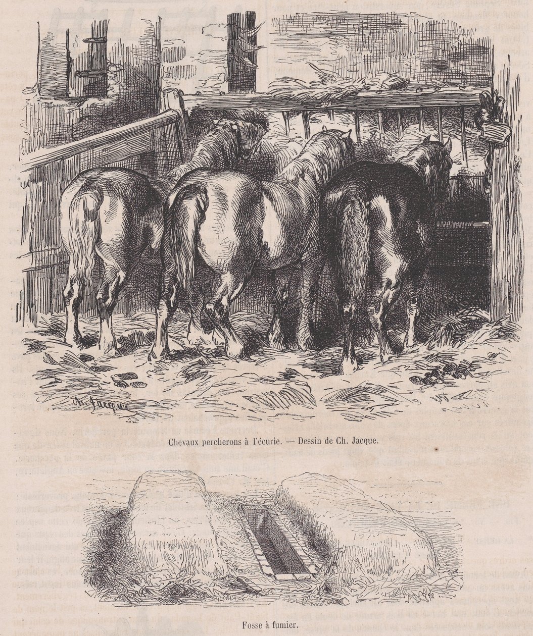 Chevaux percherons à l