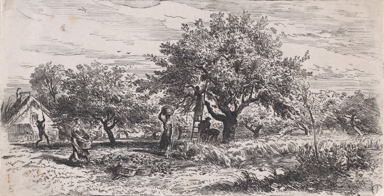 Raccolta di frutta dall