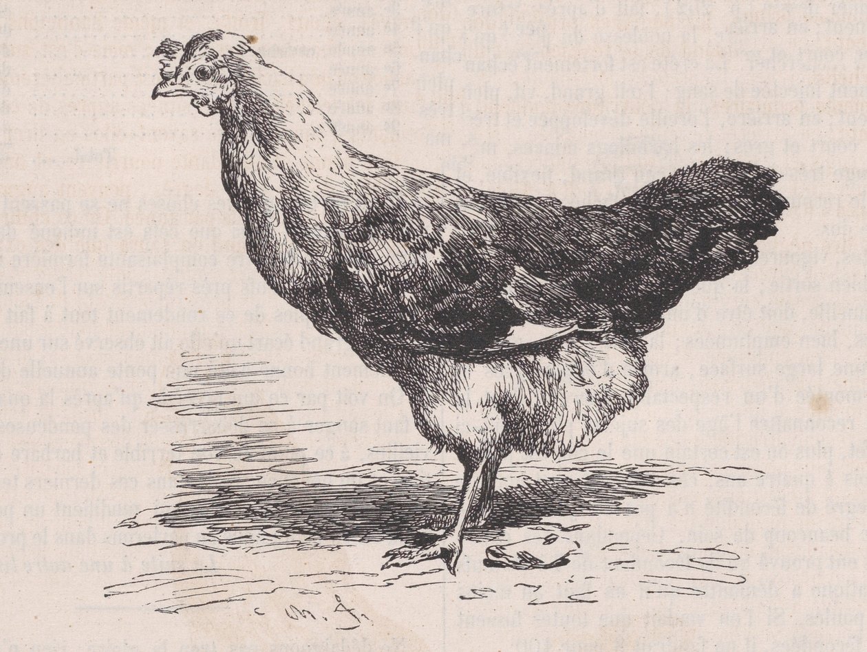 Gallina francese ordinaria, cattiva ovaiola, da Magasin Pittoresque da Charles Emile Jacque