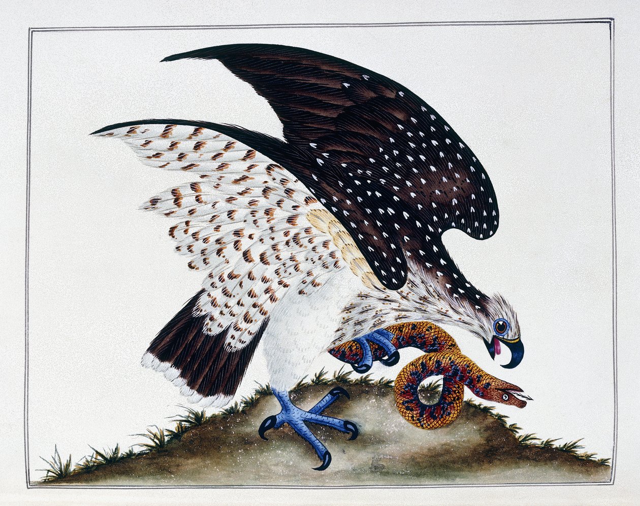 Uccello rapace con serpente, 1808-21 da Charles Hayes