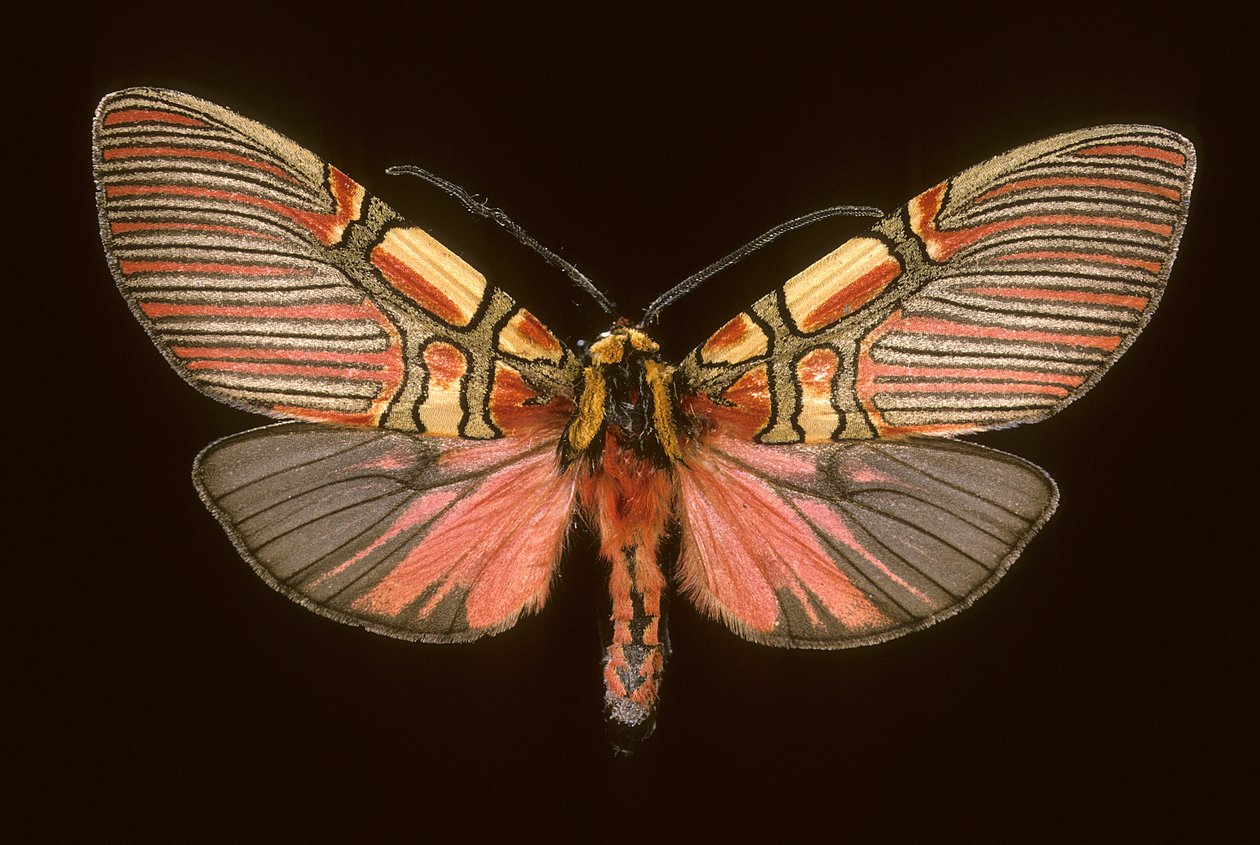 Anaxita constricta da Augustus Kollner