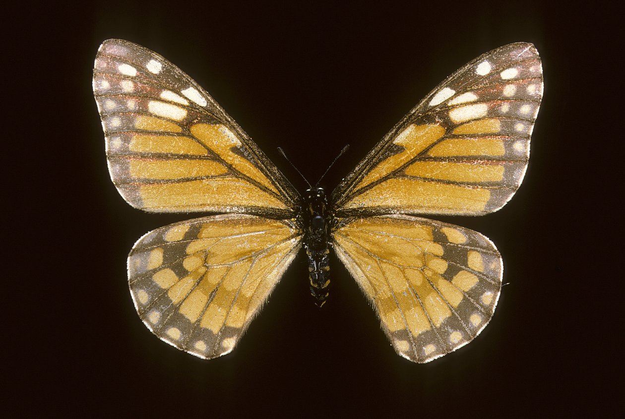 Baronia brevicornis da Augustus Kollner