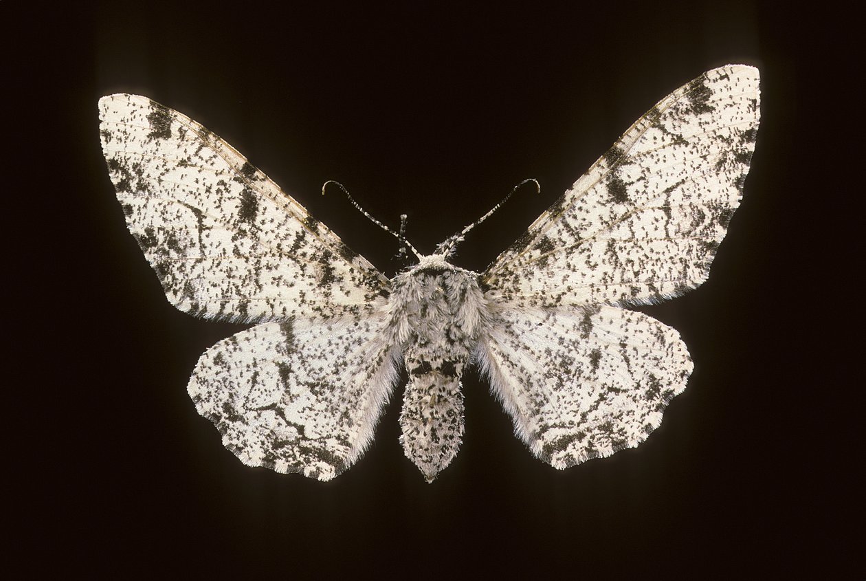Betularia biston da Augustus Kollner