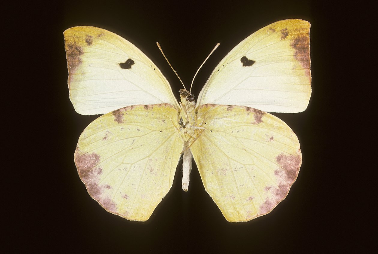Gideona Lucasi da Augustus Kollner