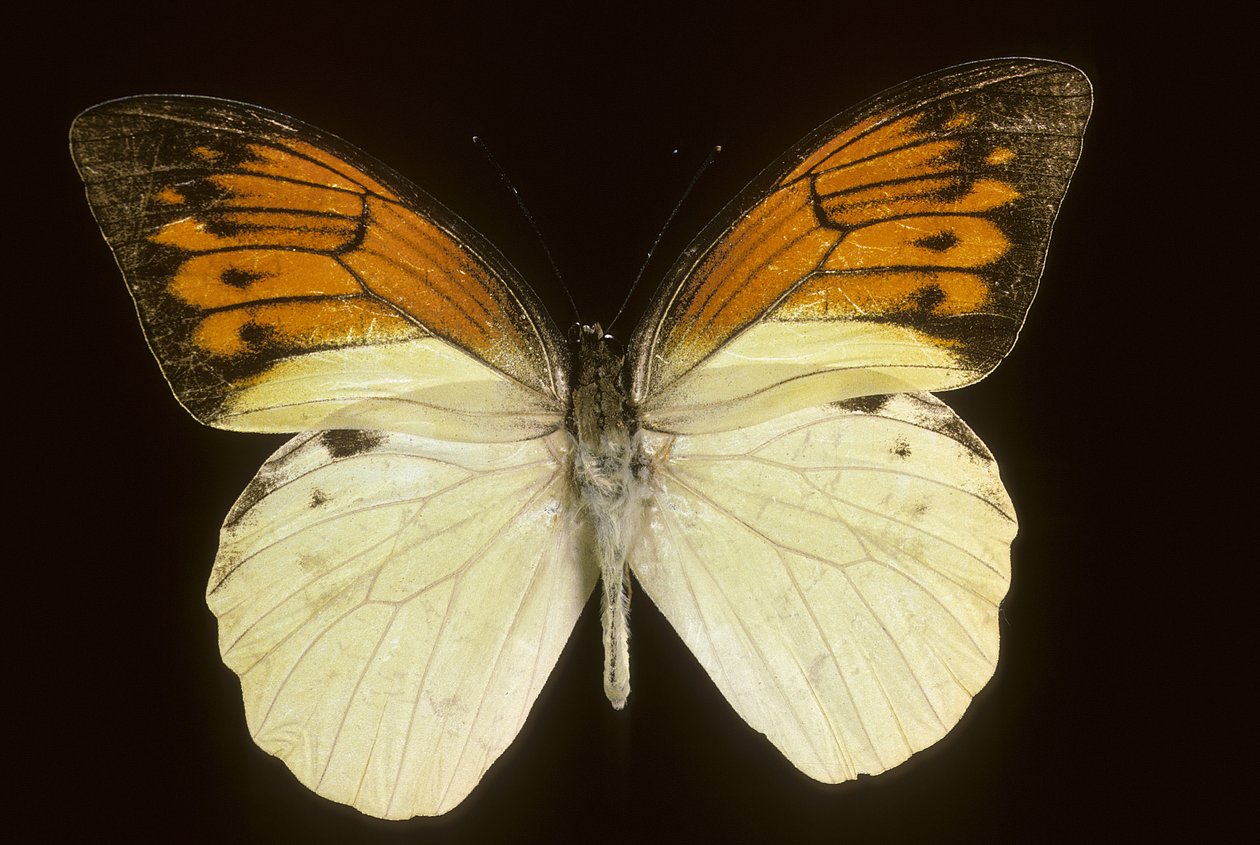 Hebomoia leukippe sulfurea da Augustus Kollner