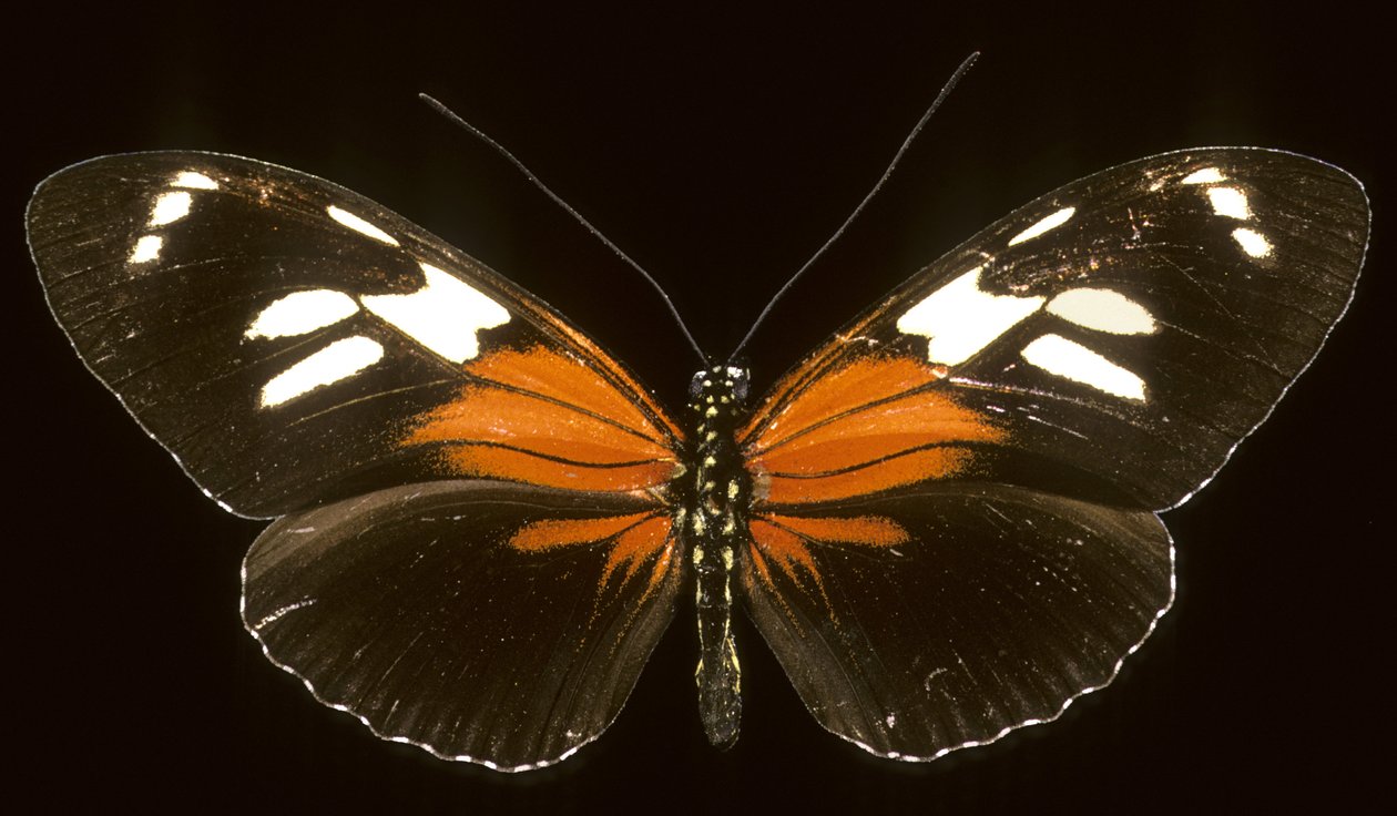Heliconius burneyi catherina da Augustus Kollner
