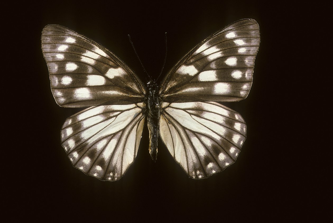 Hestina japonica da Augustus Kollner