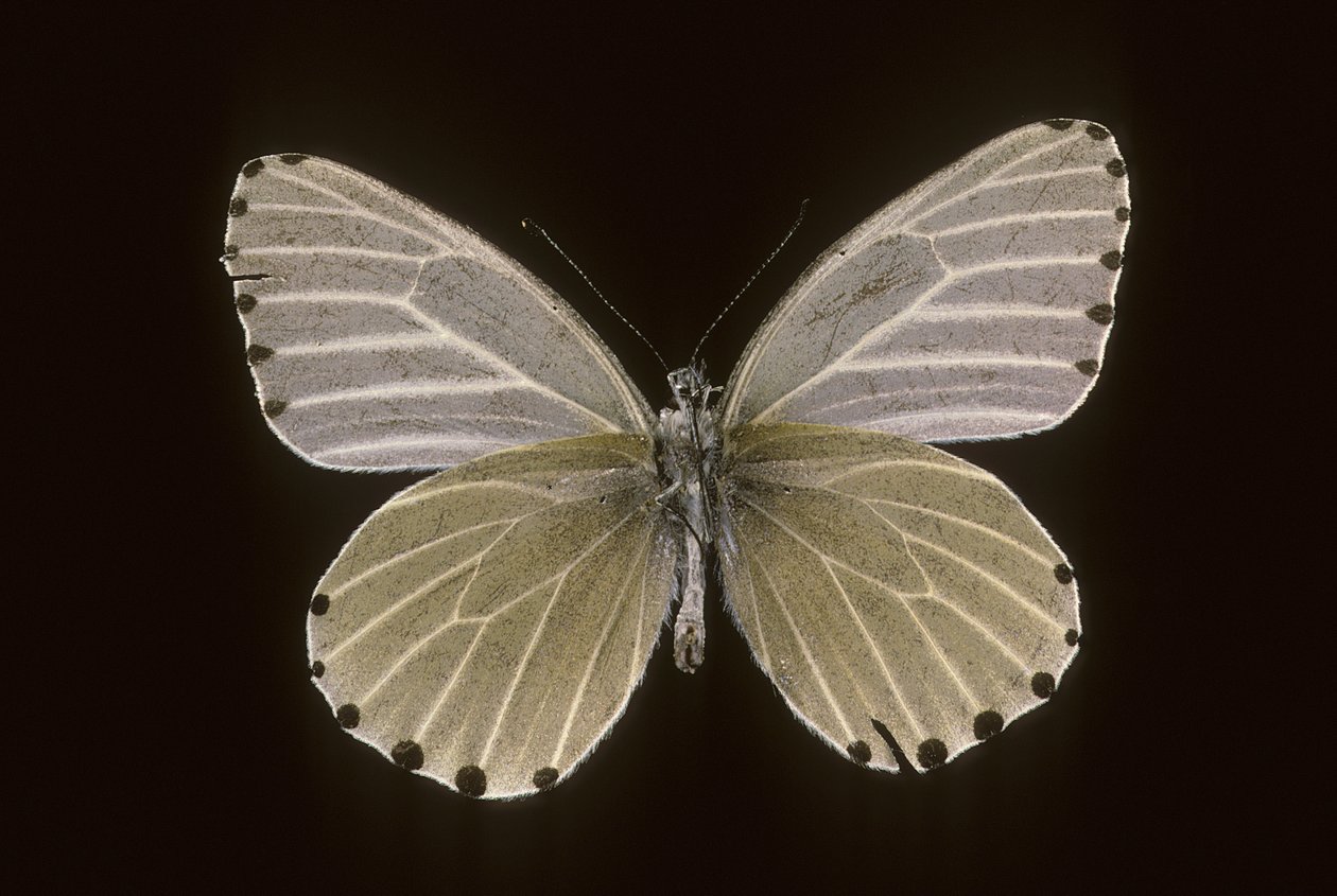 Mylothris humblot da Augustus Kollner