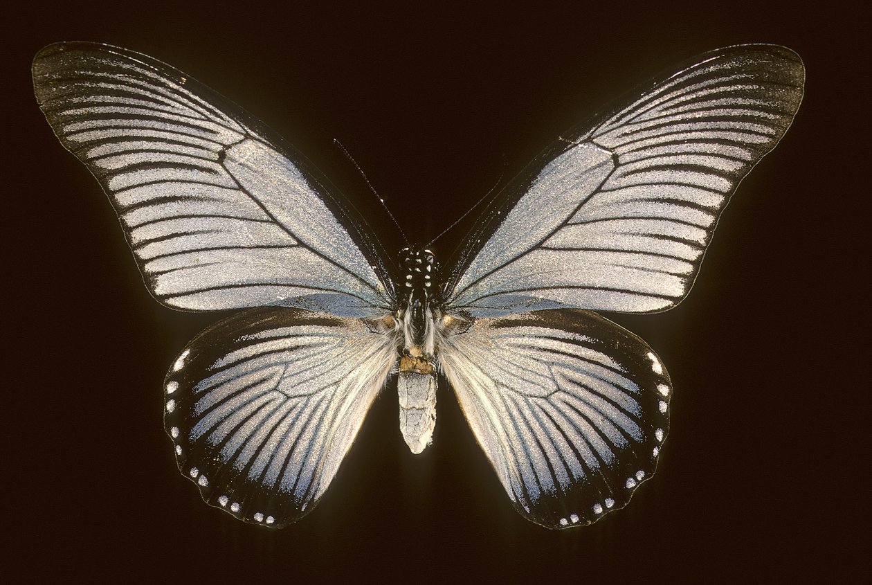 Papilio zalmoxis, Vela blu da Augustus Kollner