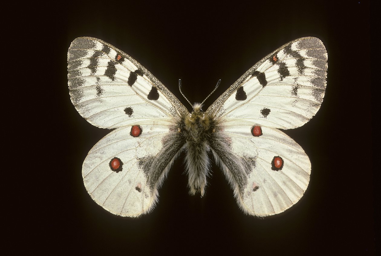 Parnassius phoebus, Piccolo apollo da Augustus Kollner