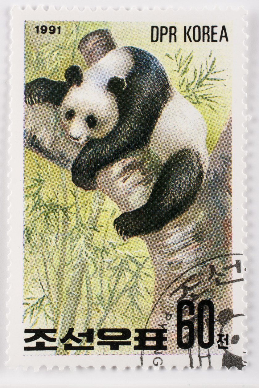 Francobollo, Corea del Nord, Ailuropoda melanoleuca, Grande panda, Panda gigante da Augustus Kollner