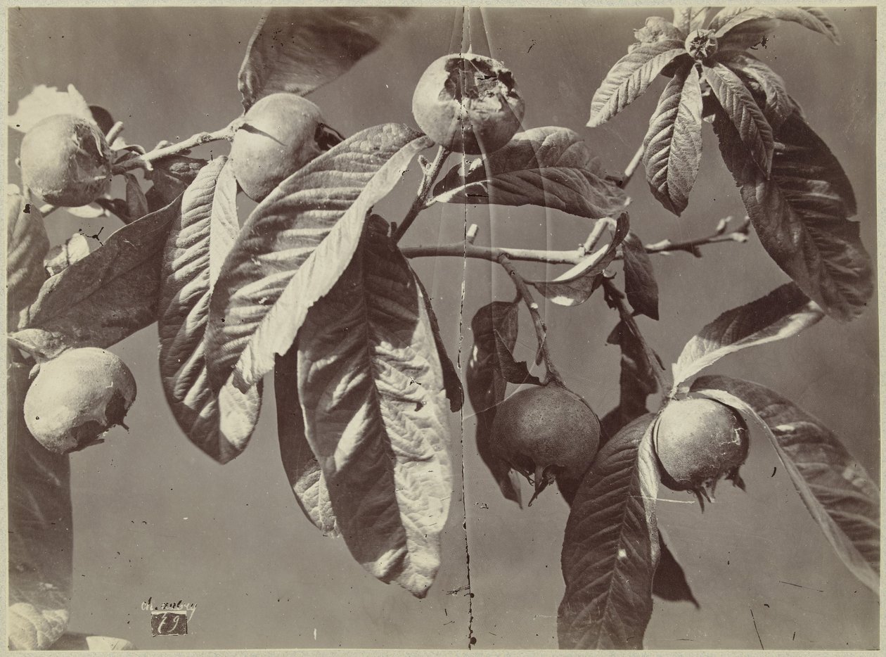 Natura morta con nespole da Charles Hippolyte Aubry