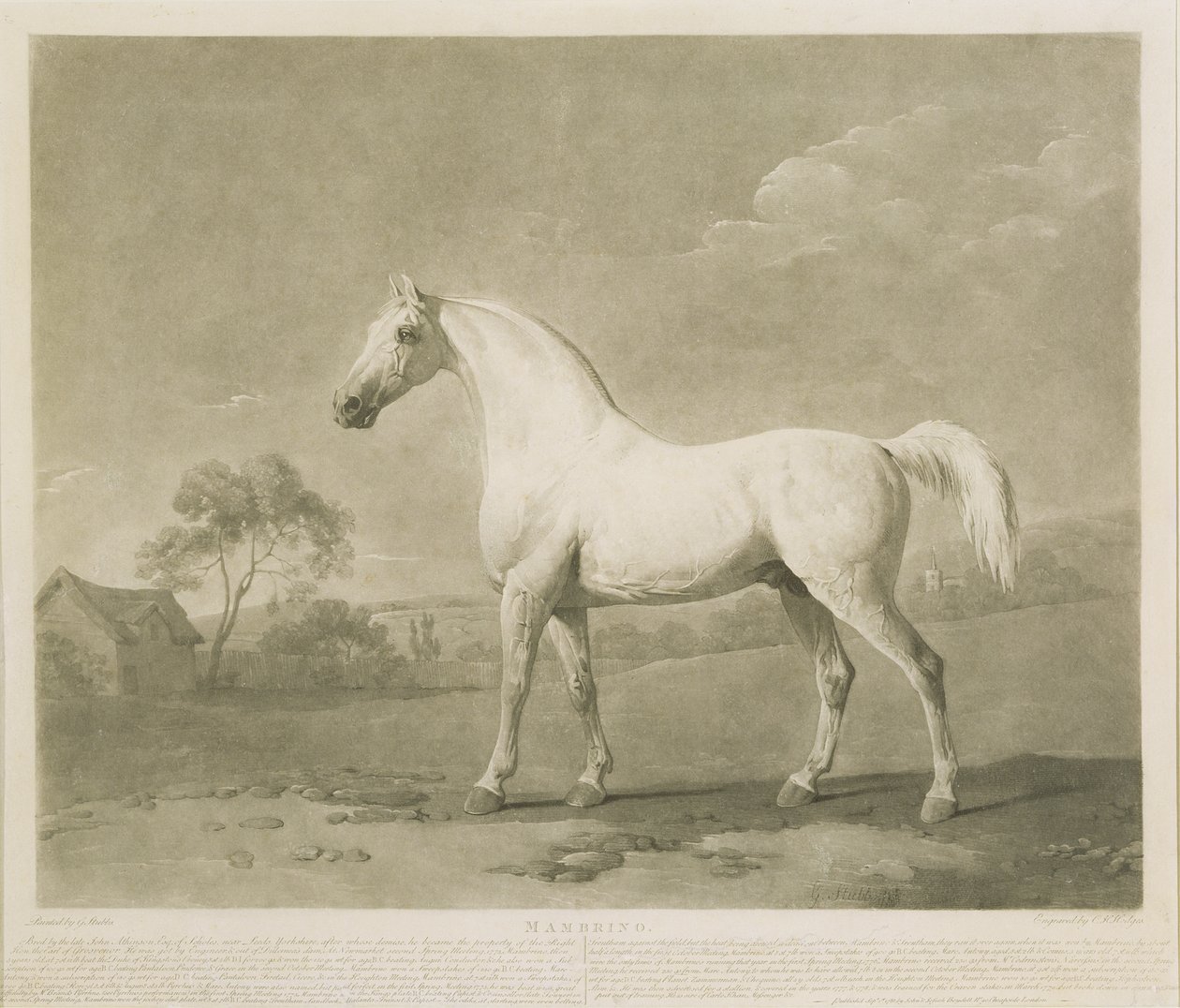 Mambrino, dopo George Stubbs, 1788 da Charles Howard Hodges