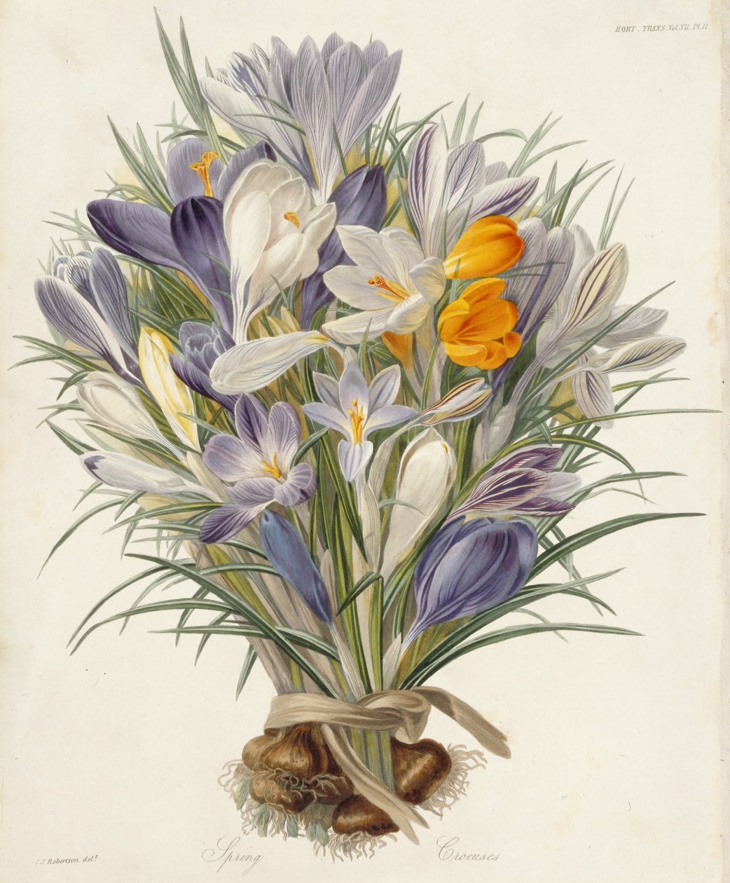 Crocus primaverili, tavola da Transactions of the Horticultural Society, Londra, vol VII, 1830 (incisione colorata a mano) da Charles John Robertson