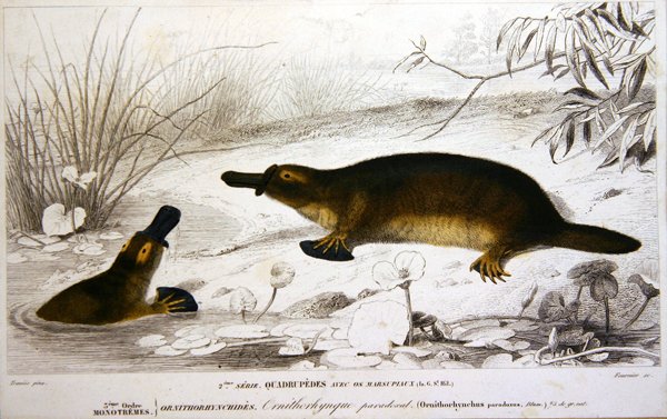 Ornitorinchi, illustrazione da 