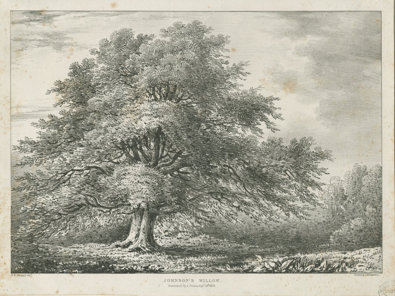 Lichfield - Albero di Salice di Dr. Johnson da Charles Joseph Hullmandel