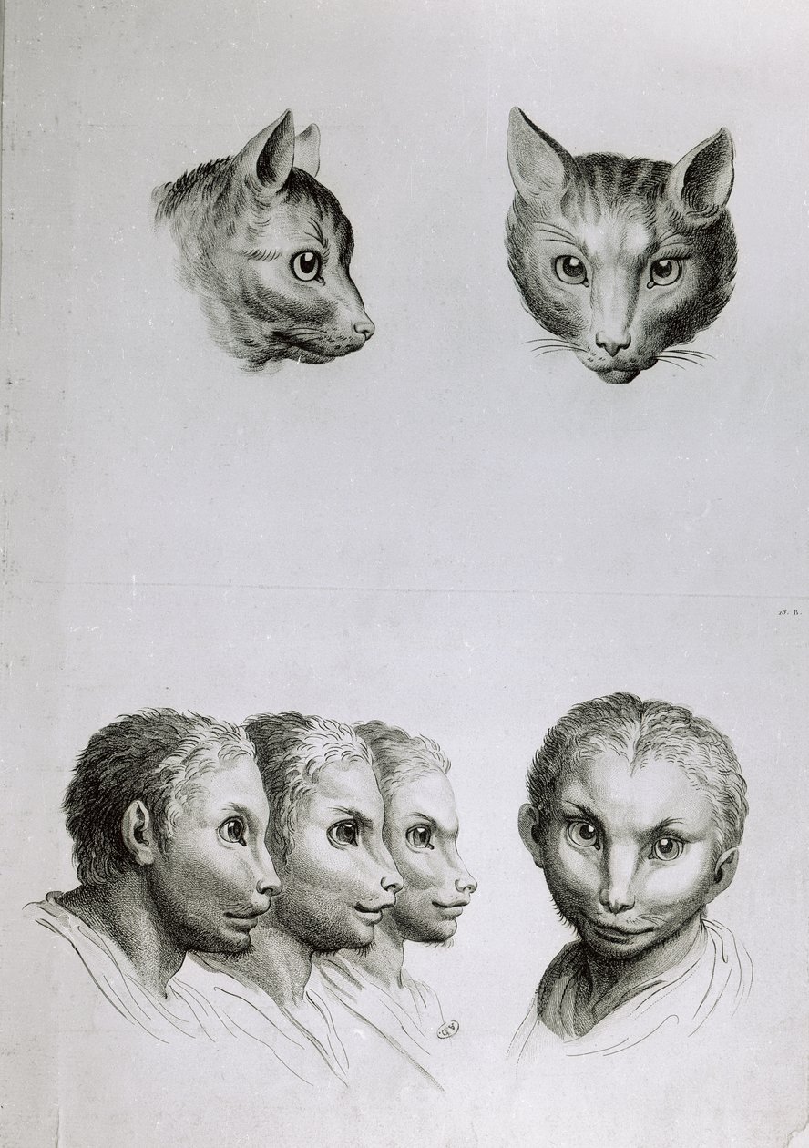 Somiglianze tra la testa di un gatto e un uomo, da 
