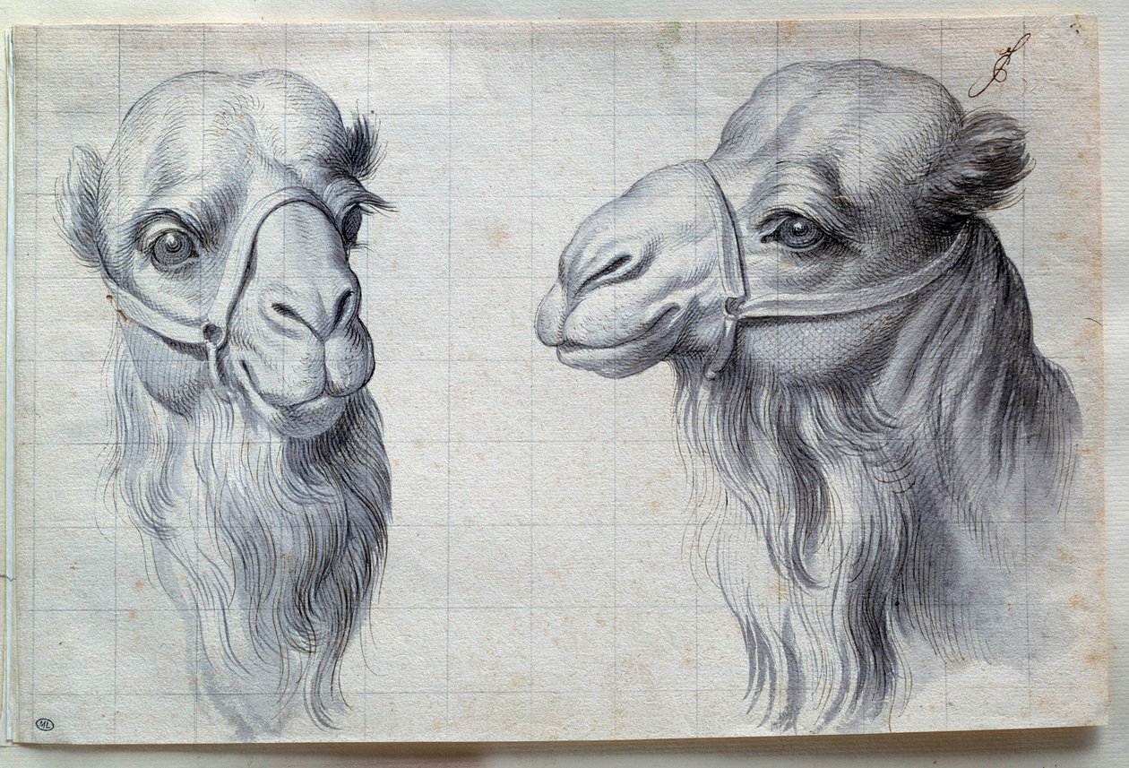 Studi di due teste di cammello da Charles Le Brun