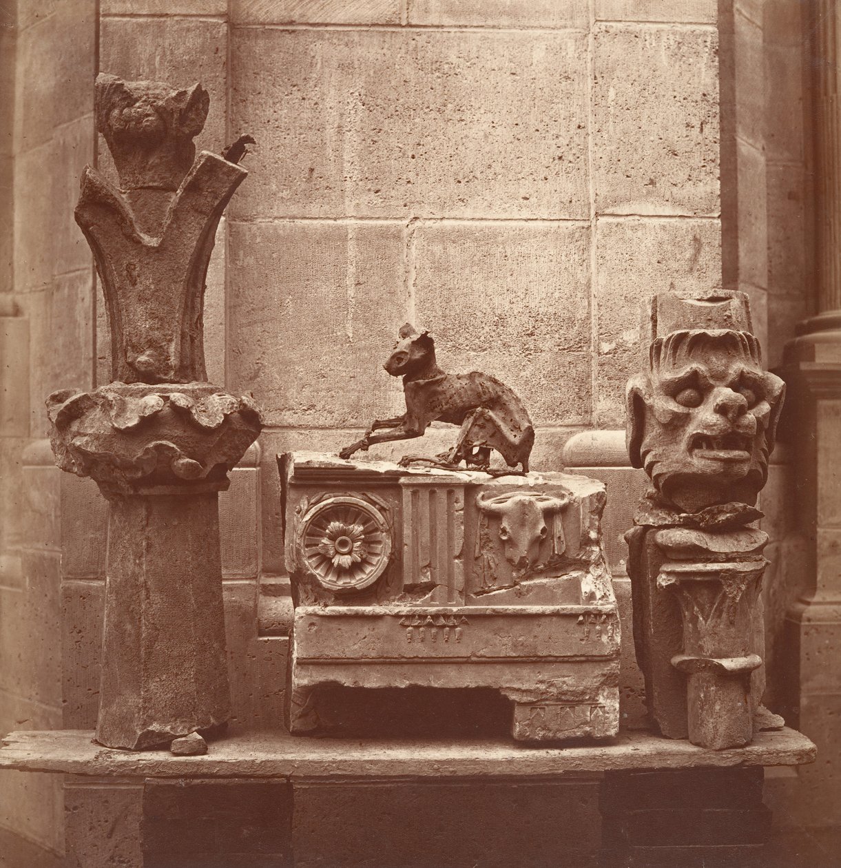 Il gatto mummificato trovato negli scavi di Saint-Germain-en-Laye da Charles Marville