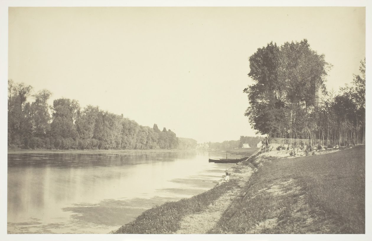 Senza titolo [Alberi vicino all