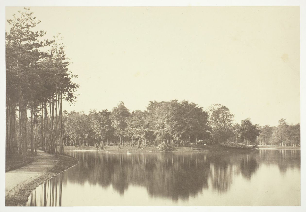 Senza titolo, c. 1850. [Alberi vicino all