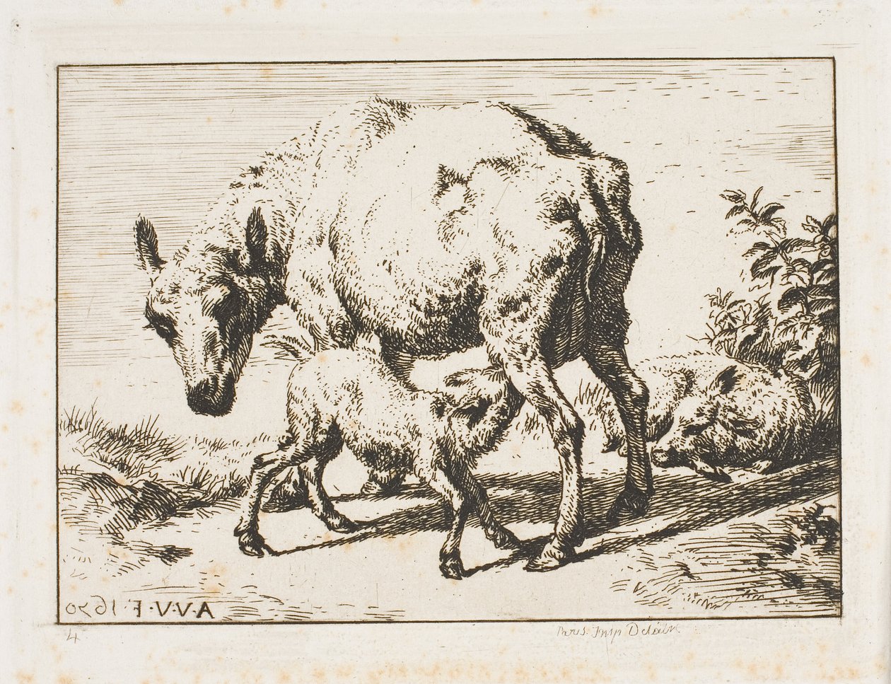 La Pecora con Due Agnelli da Charles Meryon