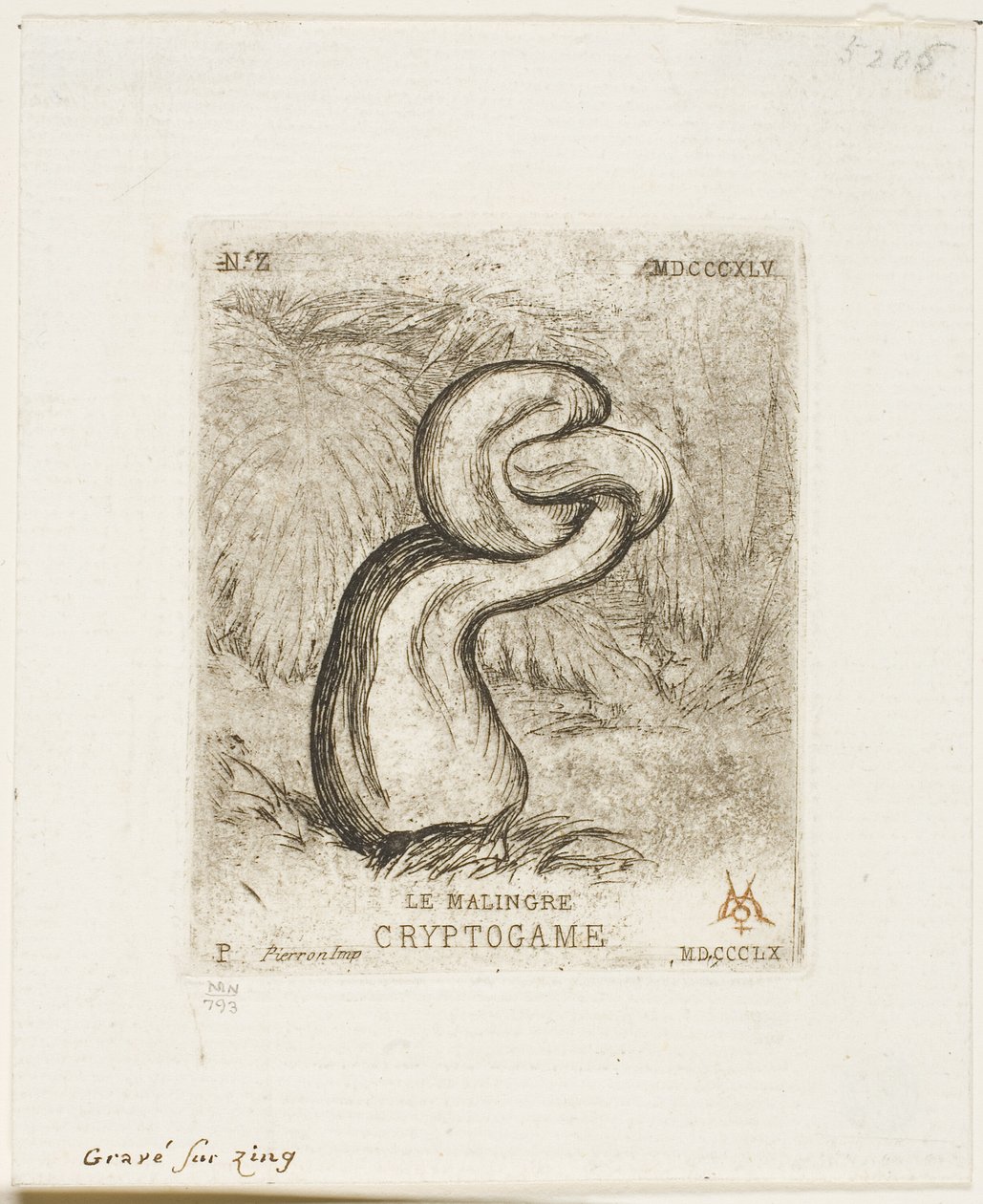 Il Criptogama Malato da Charles Meryon