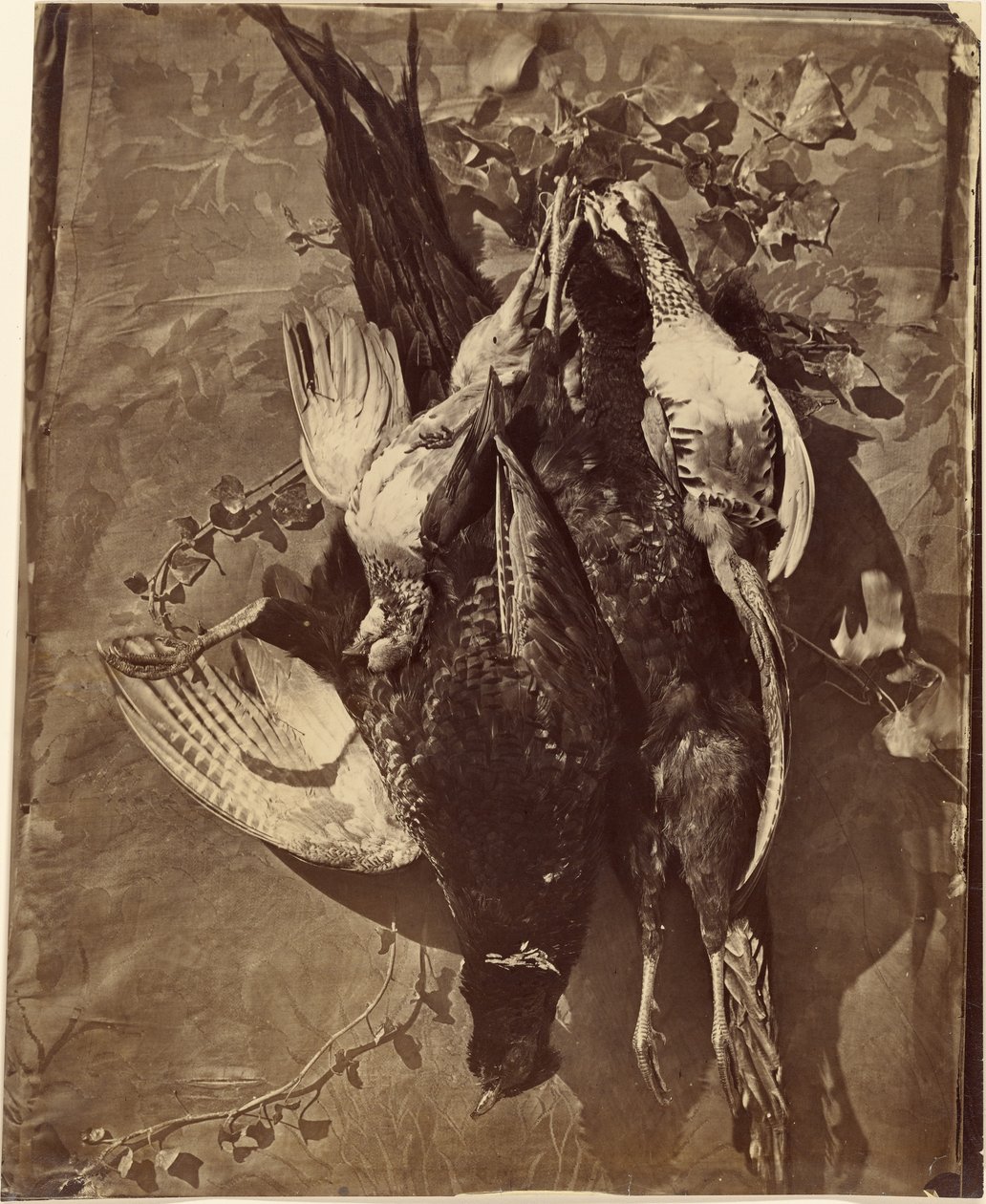 [Natura morta di uccello da caccia con piume]. da Charles Nègre