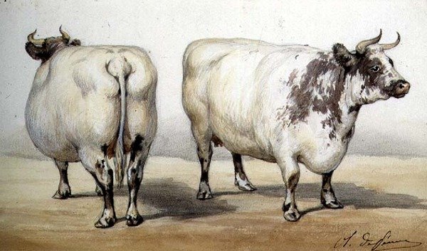 Studio di Due Mucche a Lunga Corna da Charles Oliver de Penne