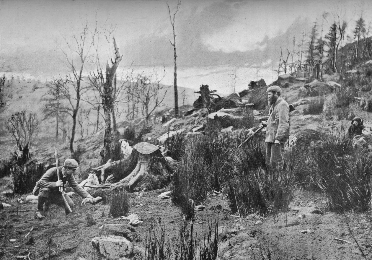 Inserimento del furetto, c1900, 1903 da Charles Reid