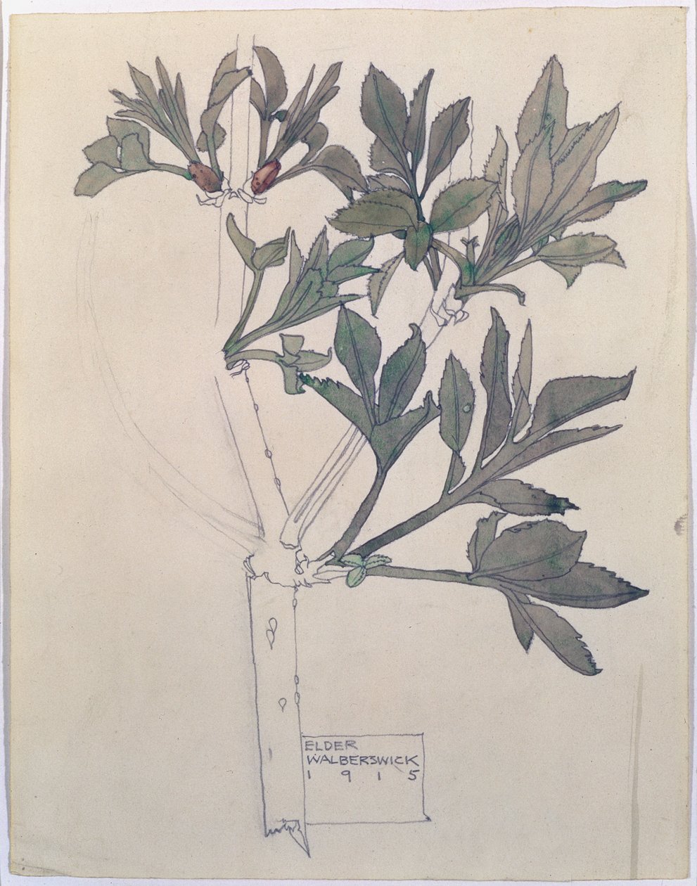 Sambuco, Walberswick, 1915 da Charles Rennie Mackintosh