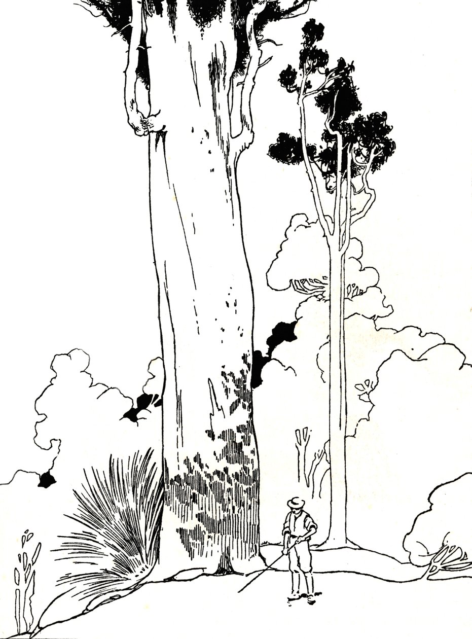 Un albero di Kauri da Charles Robinson