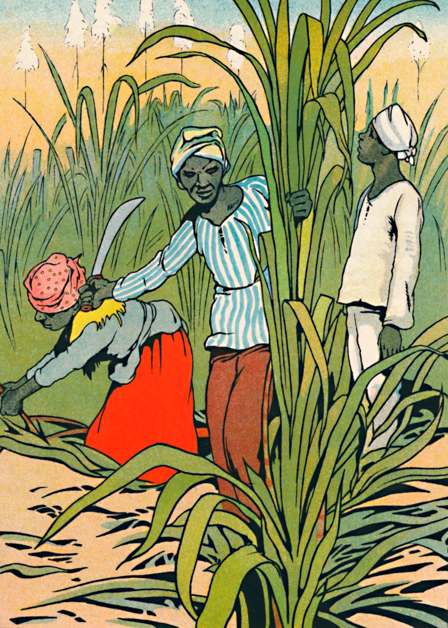 Al Lavoro tra le Canne da Zucchero, 1912 da Charles Robinson