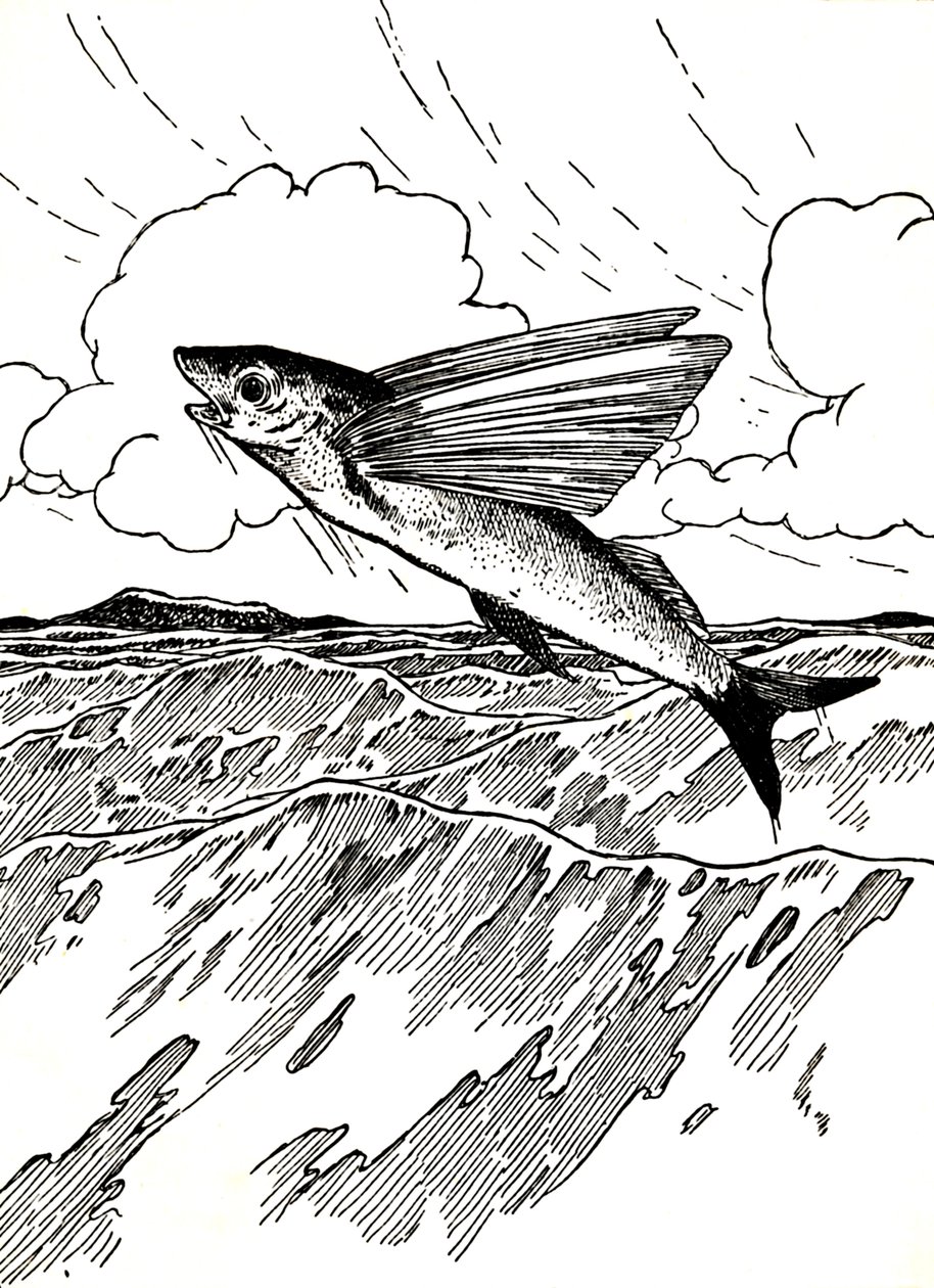 Il pesce volante, 1912 da Charles Robinson
