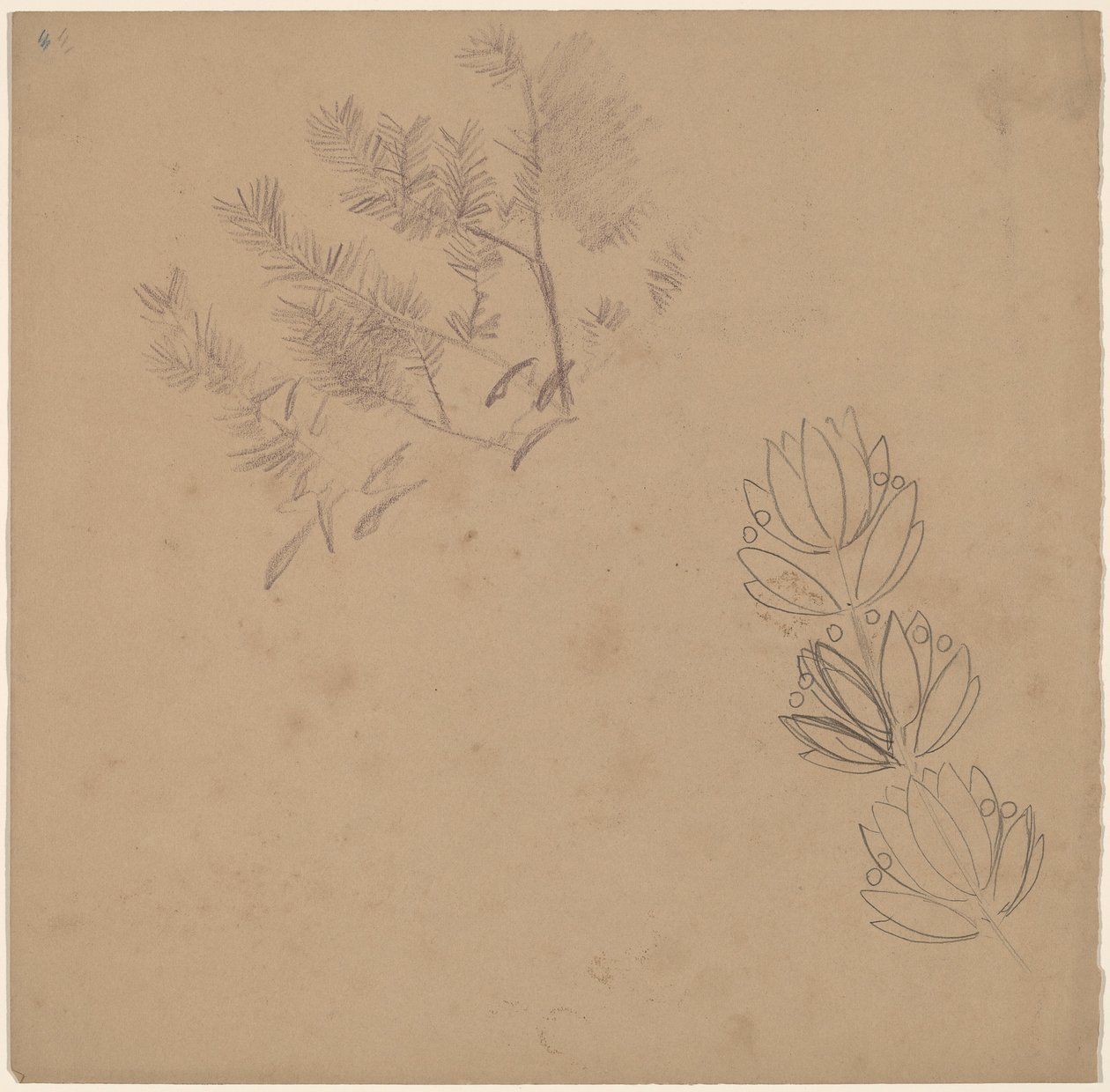 Studio per un Disegno di Bordo con uno Schizzo di un Albero da Charles Sprague Pearce