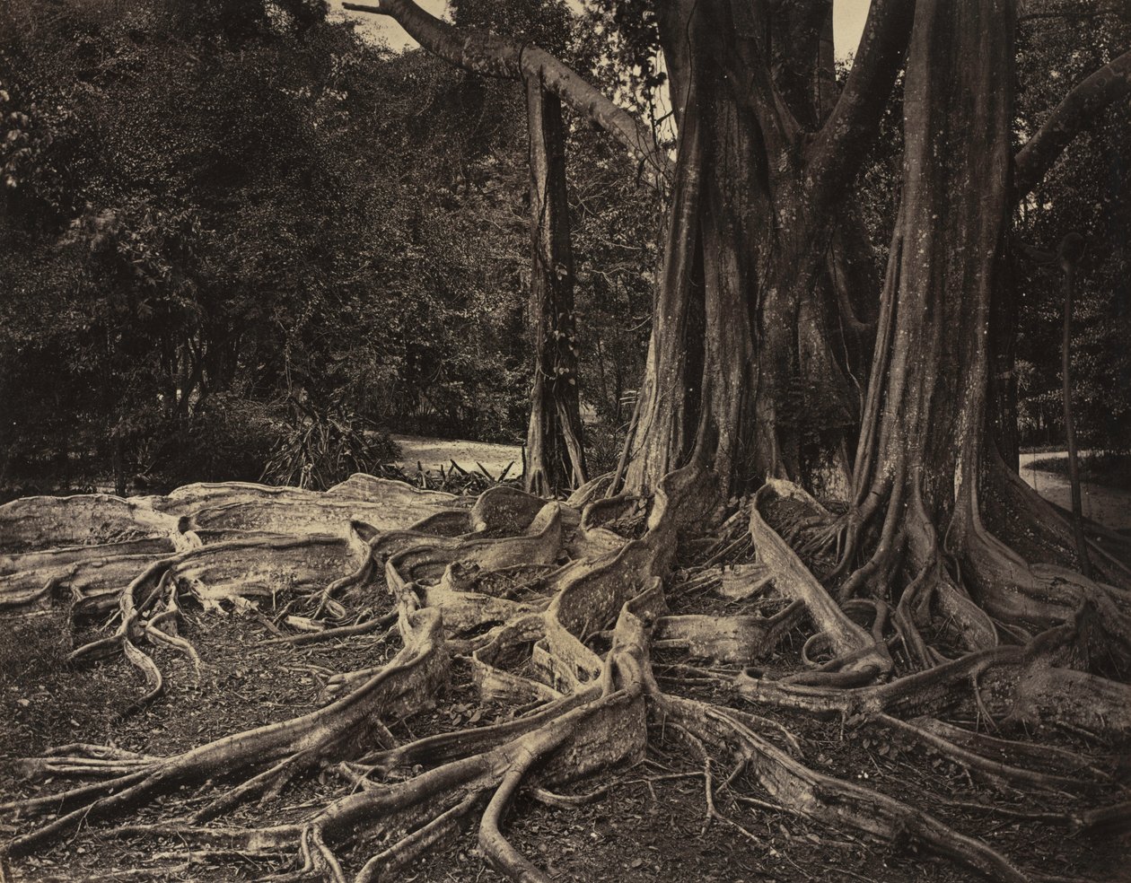 Albero della gomma, Assam, India (Ficus Elastica) da Charles T. Scowen