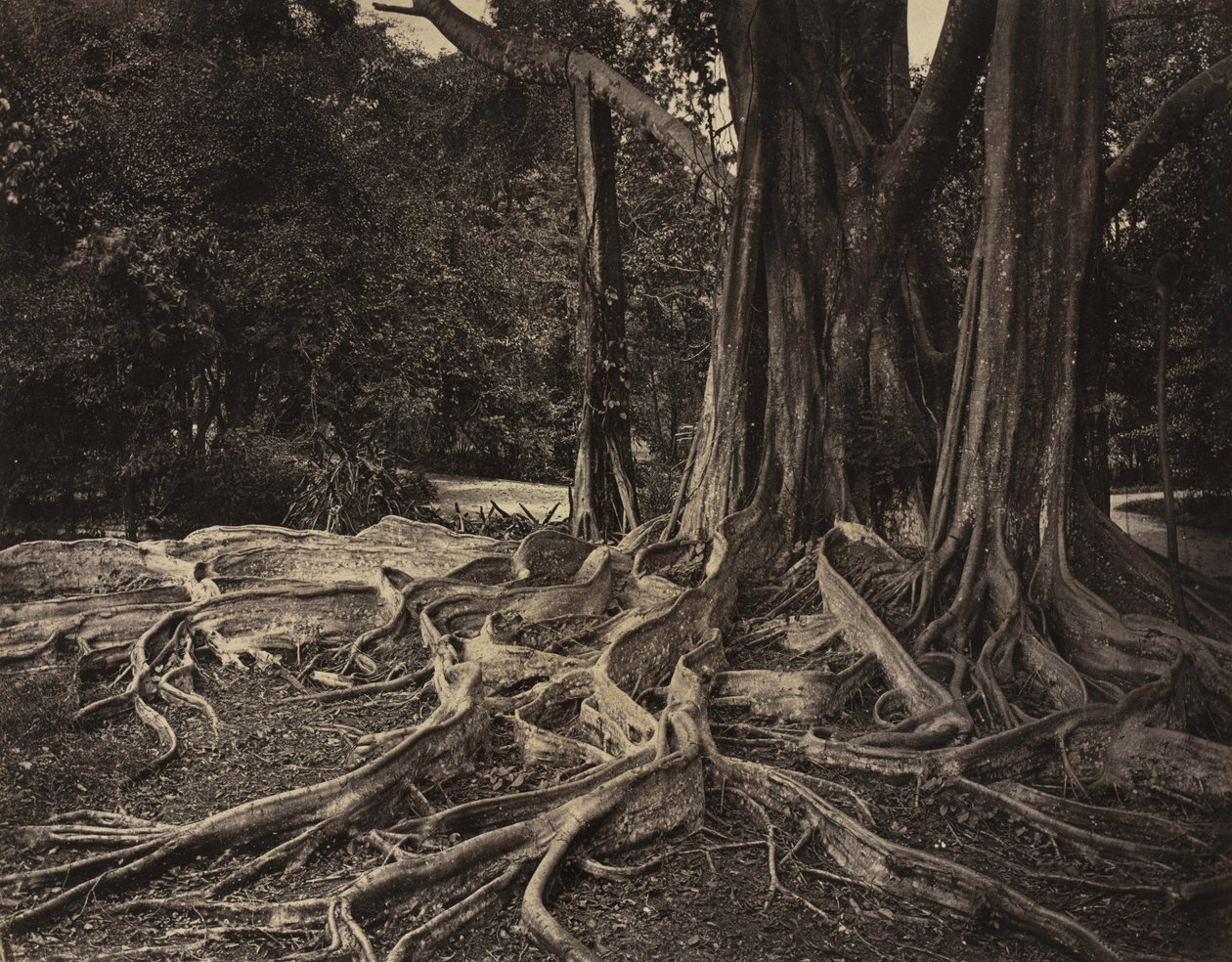Albero della gomma, Assam, India Ficus Elastica, c.1880 da Charles T. Scowen