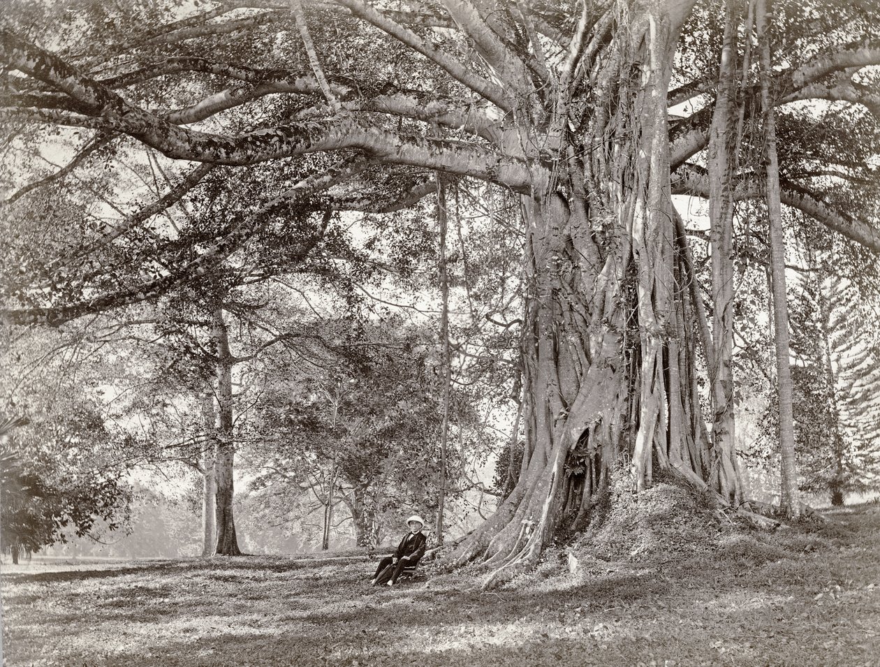 Un gentiluomo seduto sotto un grande albero nativo a Ceylon britannica, ora chiamata Sri Lanka, anni 