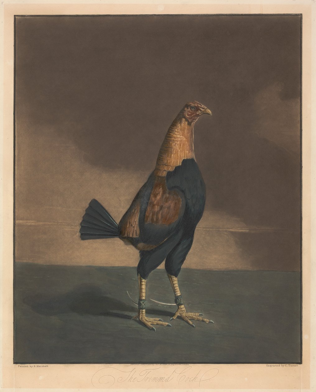 Combattimenti tra galli [una coppia]:  2. Il gallo spennato da Charles Turner