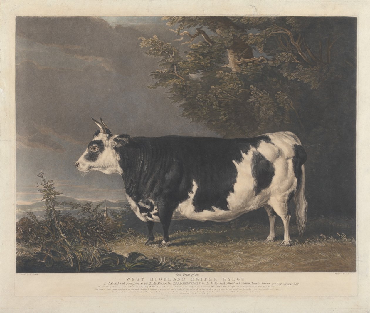 Giovenca di razza West Highland, Kyloe da Charles Turner