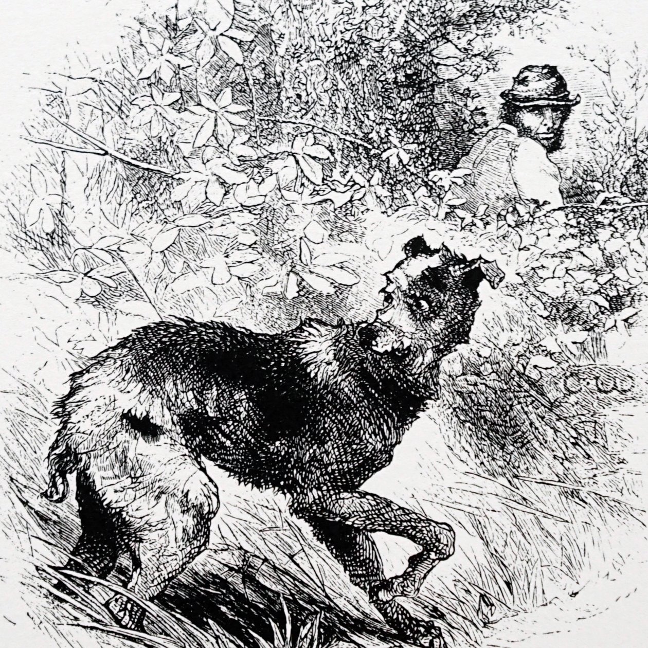 Un bracconiere con il suo levriero da Charles Whymper