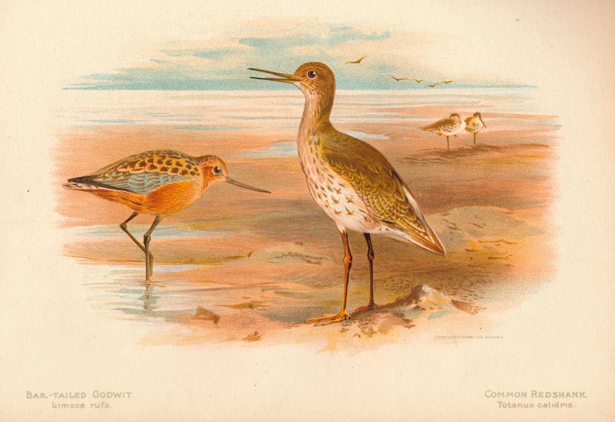 Pivieressa Limosa rufa, Pettegola comune Totanus, 1900 da Charles Whymper