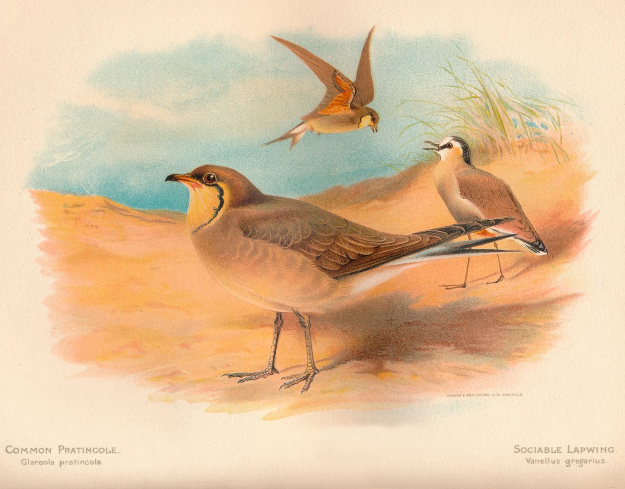 Pernice di mare comune Glareola pratincola, Pavoncella gregaria Vanellus gregarius, 1900 da Charles Whymper