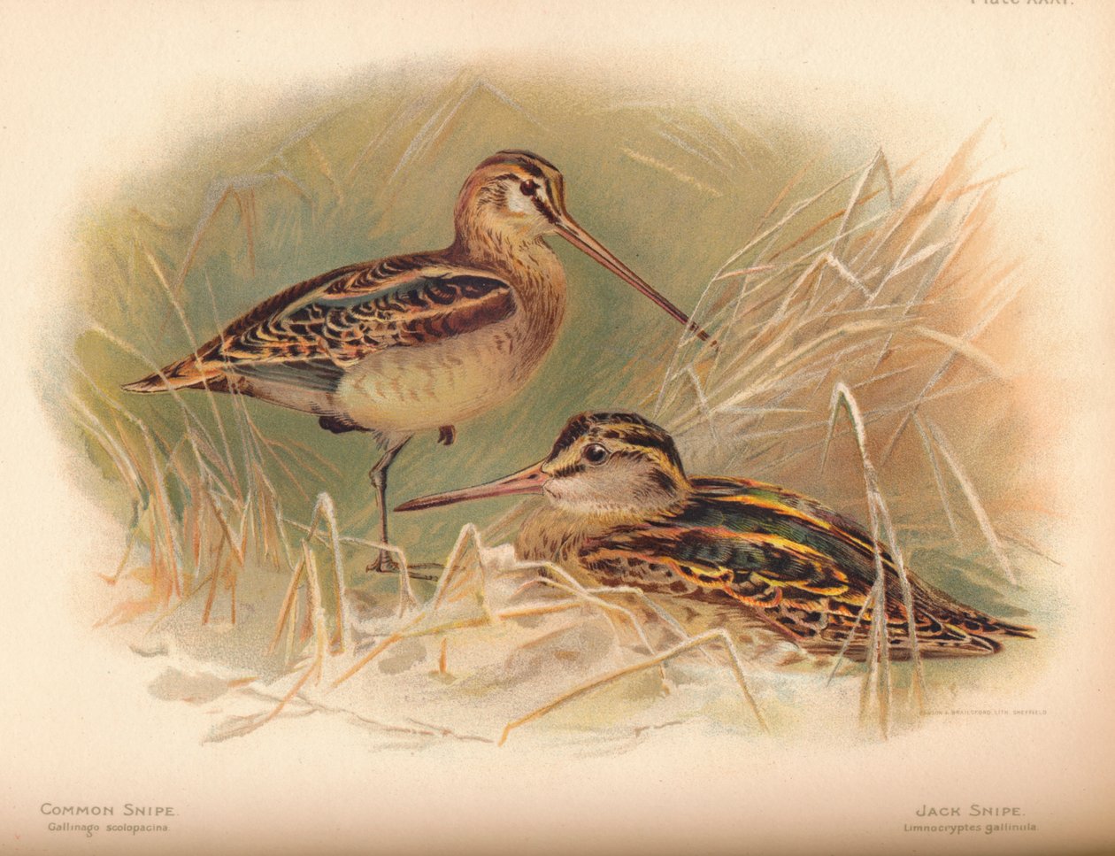 Beccaccino comune Gallinago scolopacina, Beccaccino Jack Limnocryptes gallinula, 1900 da Charles Whymper