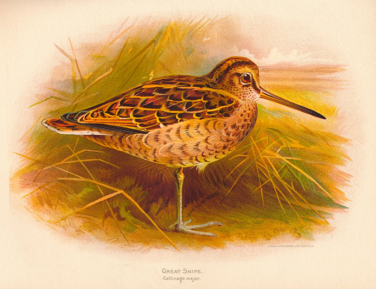 Grande Beccaccino Gallinago major da Charles Whymper